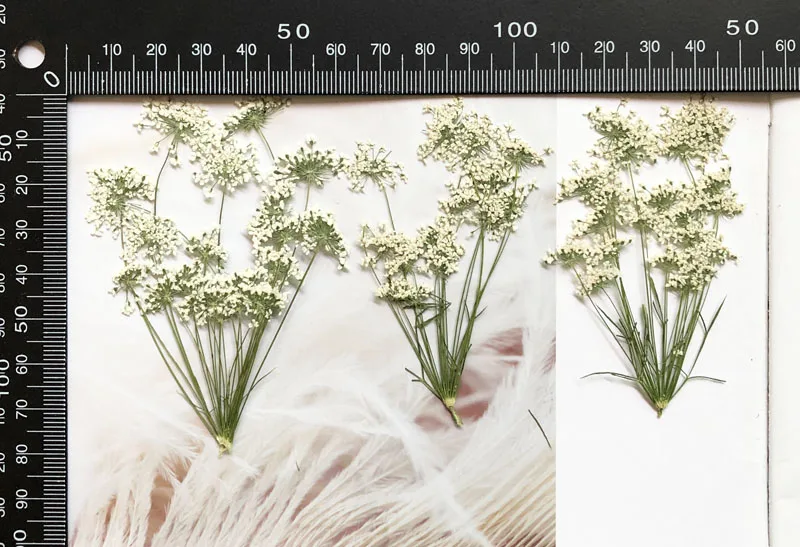 5-7cm/12pcs,Snow Tiny Flowers  - Craft Embellishment ulasan dan harga