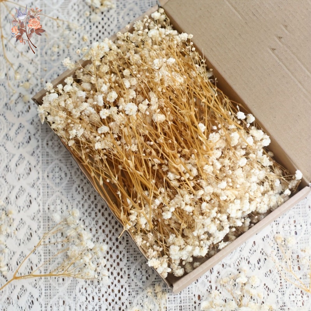100pcs Mini Dried Baby's Breat - Craft Embellishment ulasan dan harga