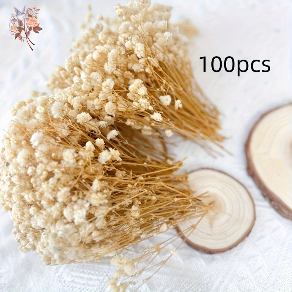 100pcs Mini Dried Baby's Breat - Craft Embellishment ulasan dan harga